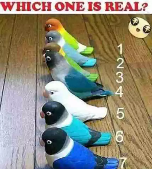 Can you identify the real bird in this photo?
